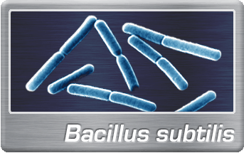 Bacillus button.gif