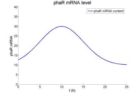 PhaR mRNA2.jpeg