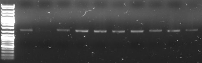 Hd-phage-08-09-04 PCR fragments.jpg