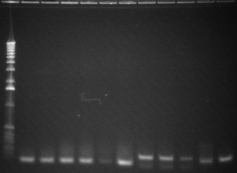 8-6 pcr fourth 11 from back.jpg