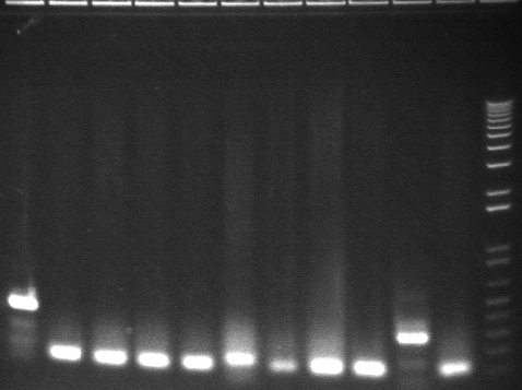 8-6 pcr second 11 from back.jpg