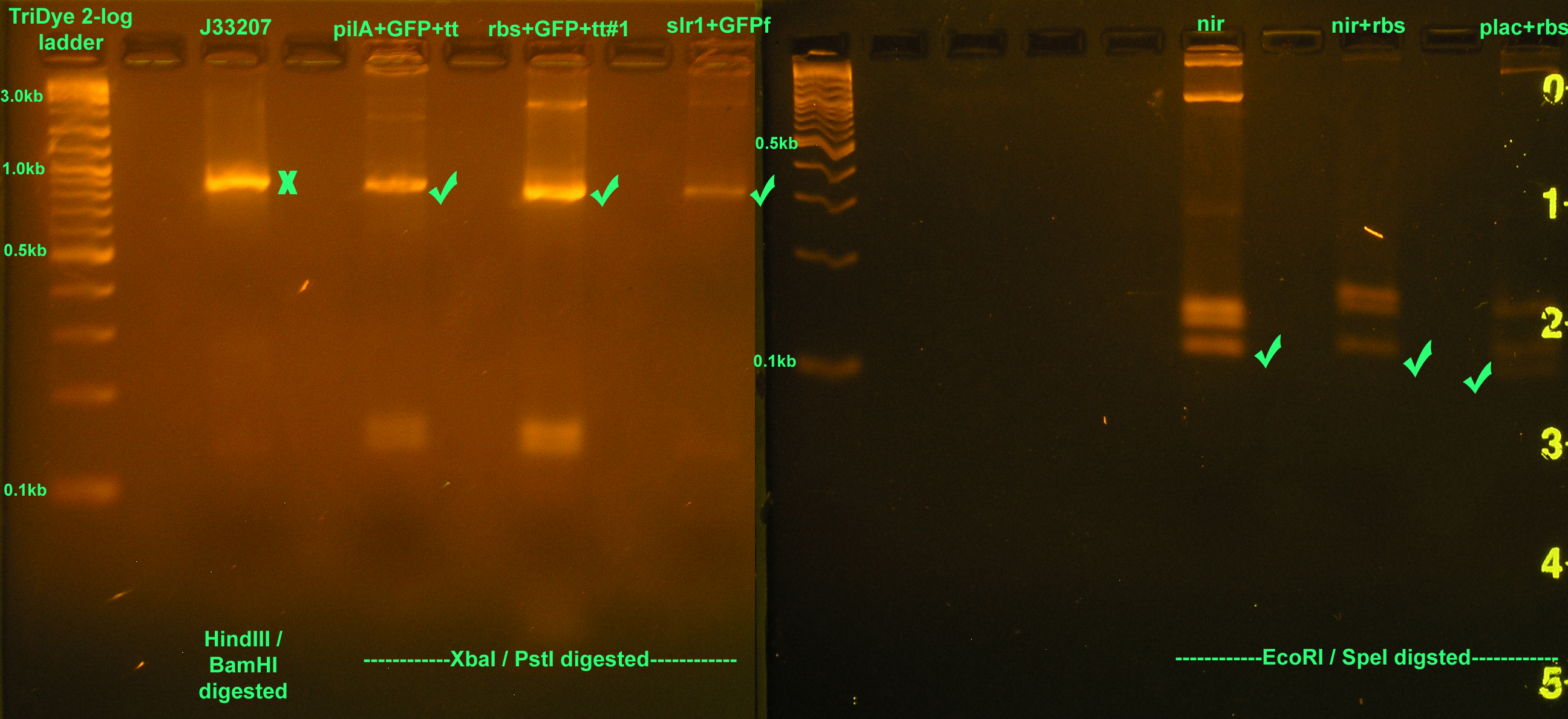 EtBr stained 2% agarose gel ran at 60V for 150 minutes. Thirty microliters of RE digest reaction were loaded into each well.