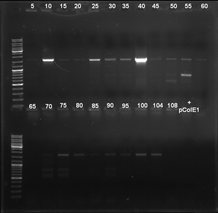 080930 colony PCR Screen pSB1A3 Rec ColE1 small.jpg