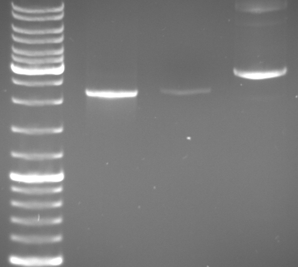 Hd-phage-08-09-10 PCR with different primers.jpg