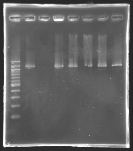 Screening-PCR-080813.JPG