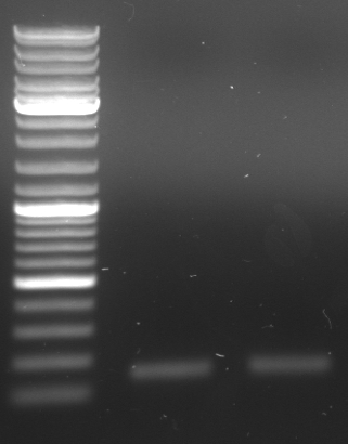 Hd-phage-08-09-29-pcr-oriTnew.jpg