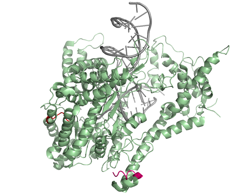 T7 RNA polymerase, N-terminal pink (front), C-terminal red (back)