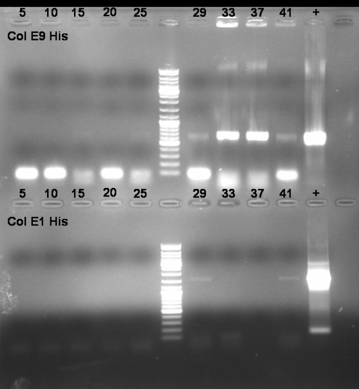 080922 colE9-E1His PCR screen small.jpg