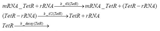 Translation of tetR.JPG