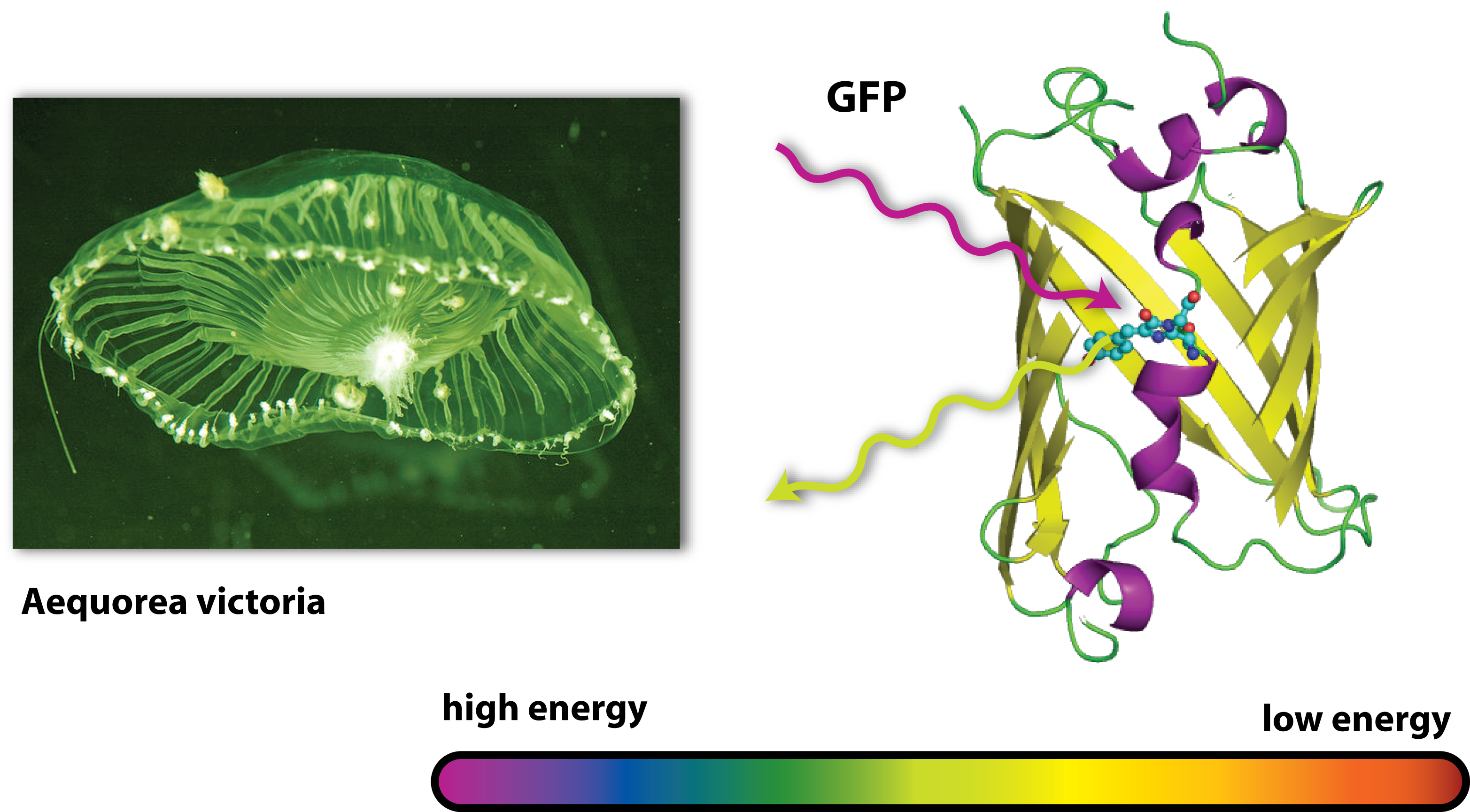 Gfp phips.png