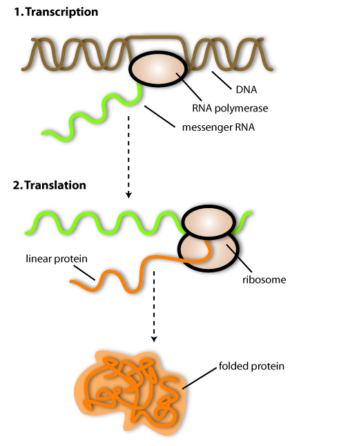 DNA proteins.jpg