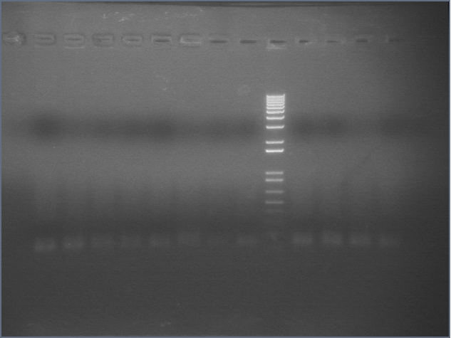 8-20 mtrB PCR MXHTA.jpg