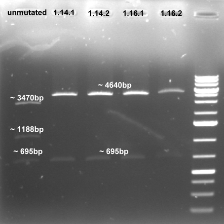 081014-controldigestion 3rd mutagenesis colE1 rec small.jpg