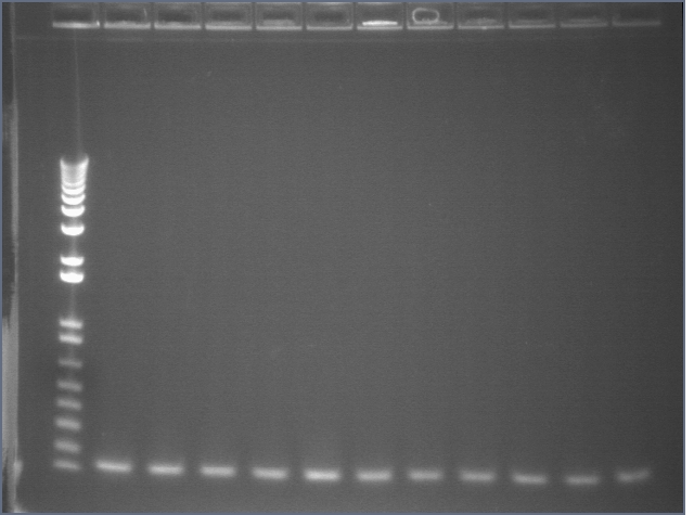 8-19 PCR 2 MXHTA.jpg