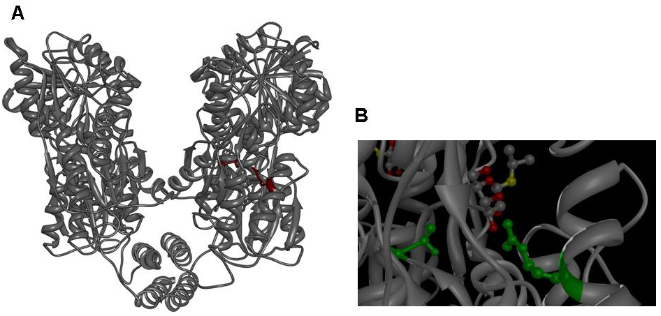 Figure 3: A Lac repressor tetramer, residues R197 and T276 are shown in red. B IPTG bound to the inducer binding site of the lac repressor, residues R197 and T276 are shown in green. Molecular graphics was generated from coordinate set [http://www.rcsb.org/pdb/explore.do?structureId=1LBH 1lbh] (27) using  [http://www.cgl.ucsf.edu/chimera/ UCSF Chimera].