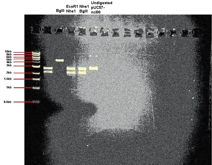 Gel showing successful digestions of pUC57-ncl08
