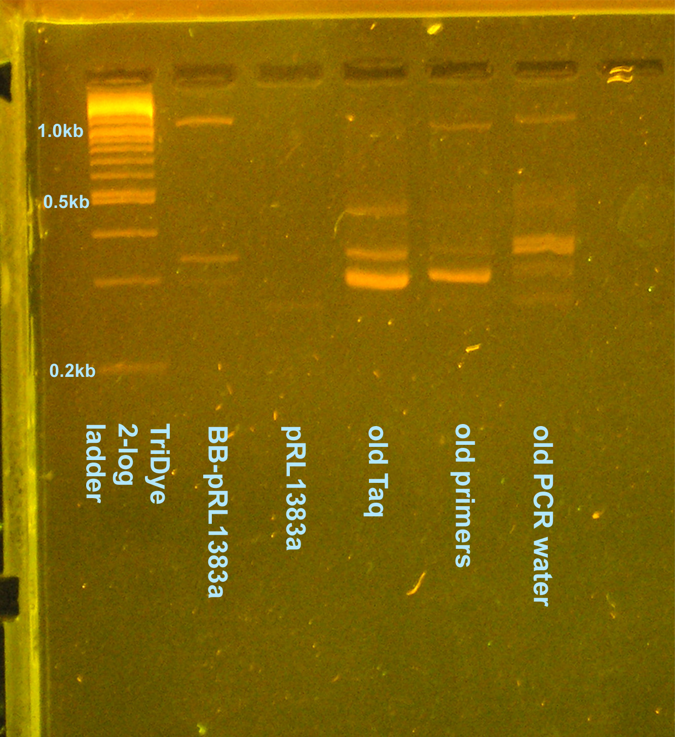 EtBr stained 2.5% agarose gel ran at 95V for 1 hour. Ten microliters of the PCR reactions were loaded inot each well.