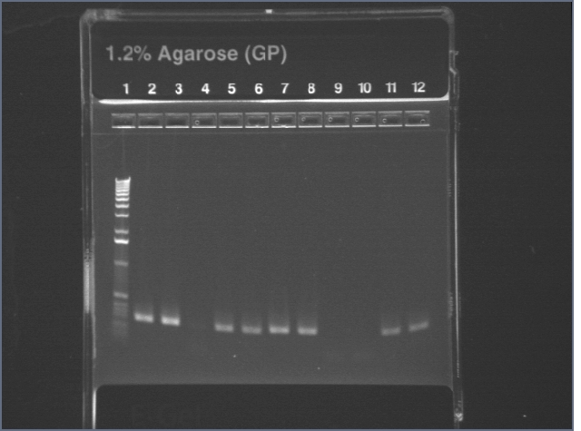 16s PCR Gel1(S1).jpg