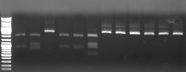 Hd-phage-08-10-10-digestionCmR-pSB1A2.jpg