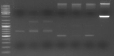 Hd-phage-08-09-05 ligation.jpg