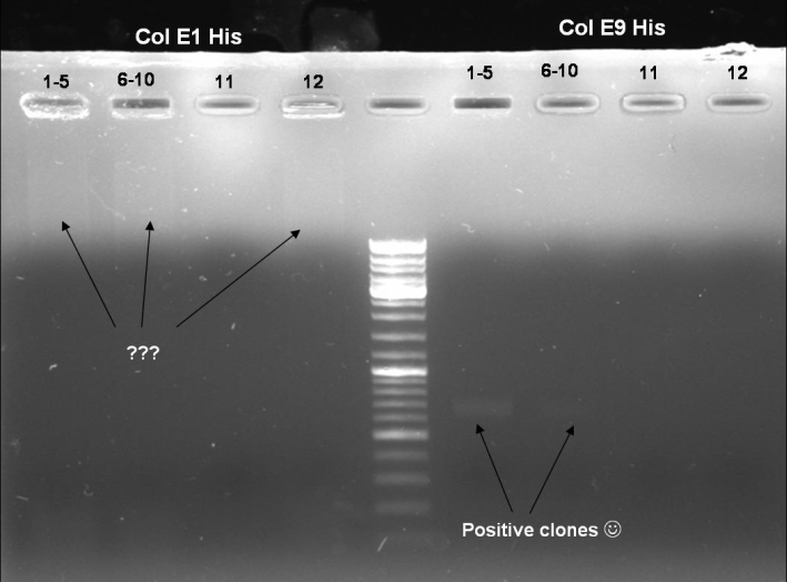 080915 HisTag colony PCR screen small.jpg