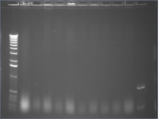8-17 PCR gel 2 MXHTA.jpg
