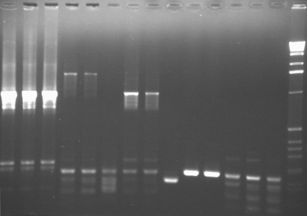 7-11 PCR gel 3 TAMXH.jpg