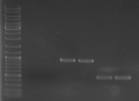 Hd-phage-08-08-27 PCR fragments 2.jpg