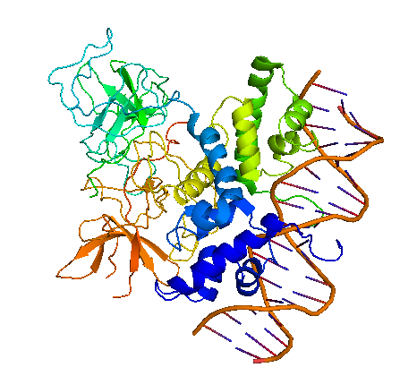HD cI dimer binding DNA white.png