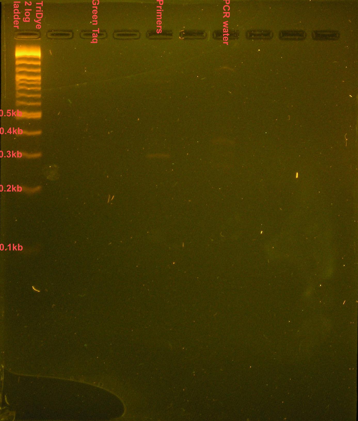 080208 PCR contamination.jpg