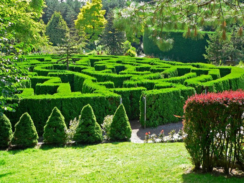 800px-VanDusen Botanical Garden maze.jpg