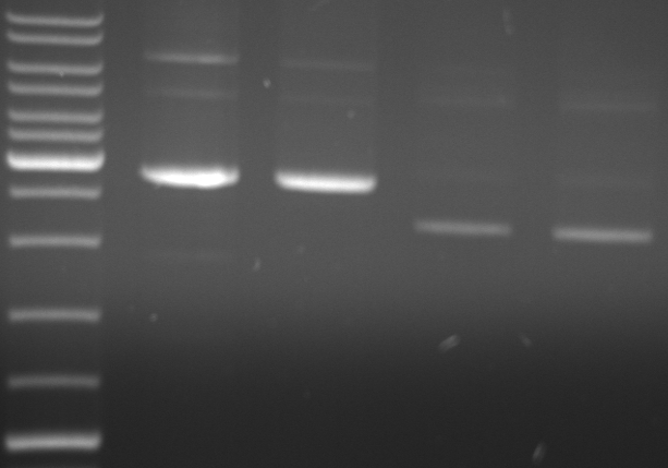 Hd-phage-08-09-11 PCR with different primers.jpg