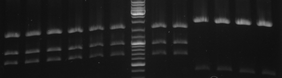 Hd-phage-08-10-07 cutting out cI and pSB1A2 backbone.jpg