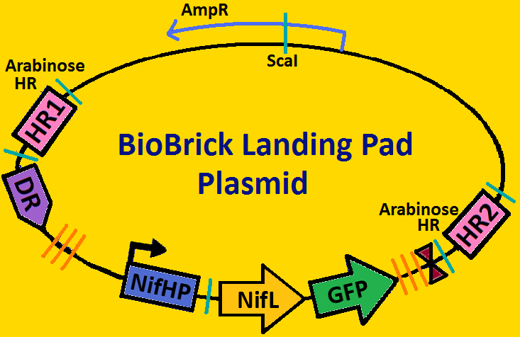 Landing pad plasmid - gold.png