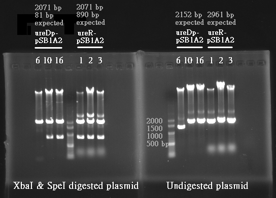 NYMU urea plasmid1012 labeled.png