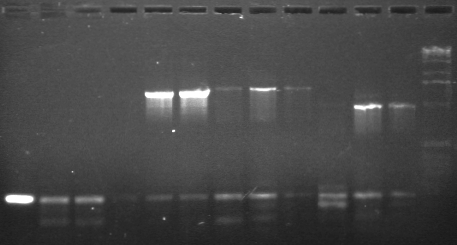 7-11 PCR gel 1 MXHTA.jpg