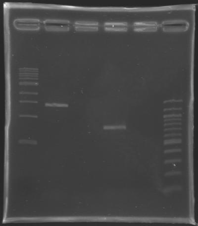Results of the cloning of EnvZ* and OmpR*