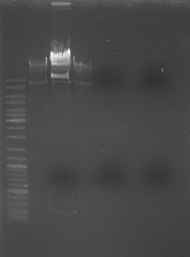 Hd-phage-08-08-22-digestion.jpg