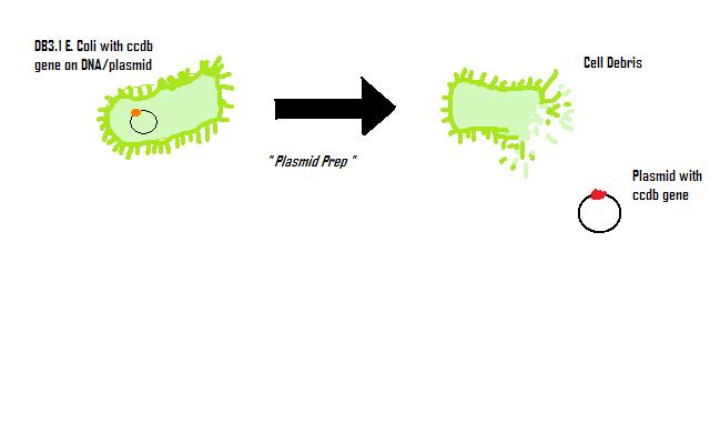Plasmid prep base vectors