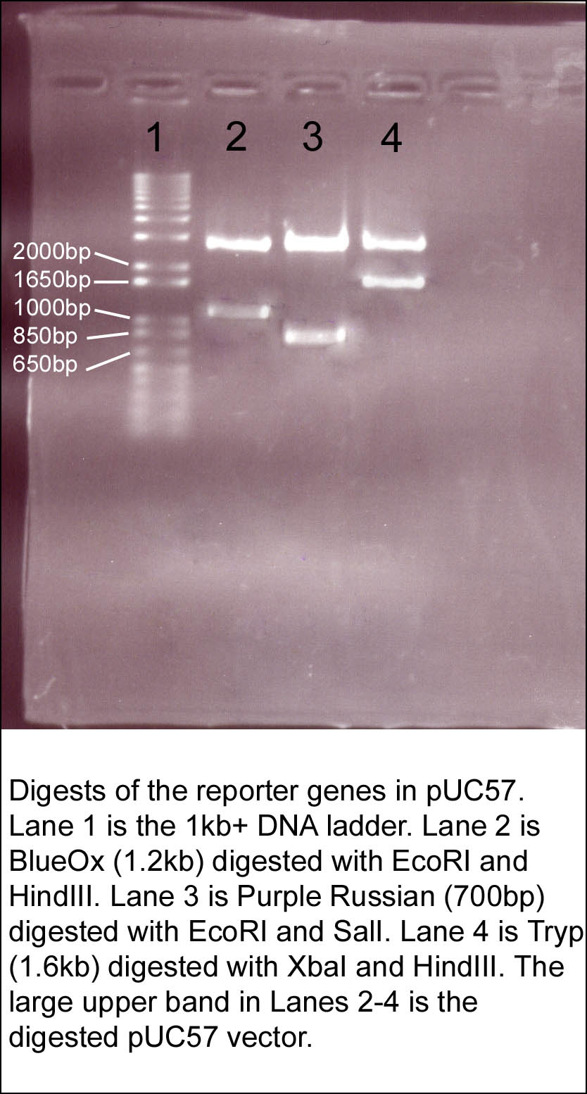 June17 puc57 genes.jpg