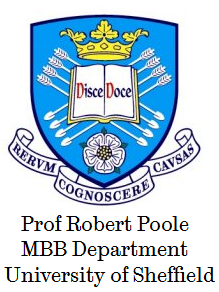 Professor Robert Poole