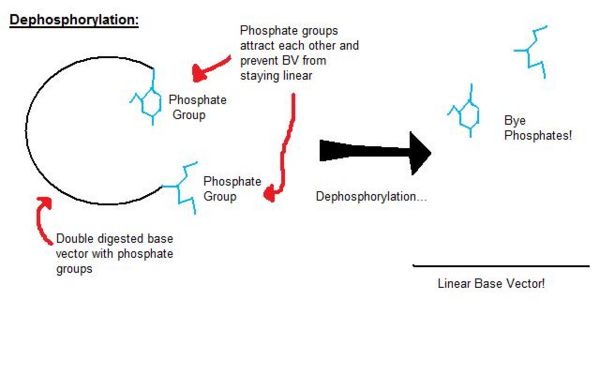 dephosphorylation