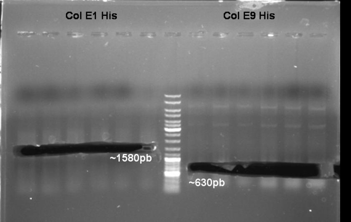 080918-PCR of colicin proteins small.jpg