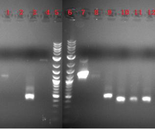 10-04-08 PCR verification.jpg