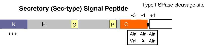 Schematic representation of signal peptides for the Sec-SRP pathway in B. subtilis