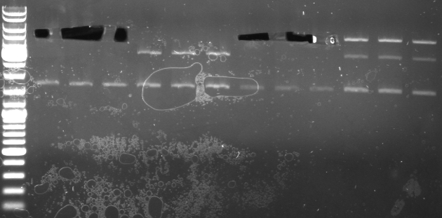 Hd-phage-08-10-7-pblue-insert2.jpg