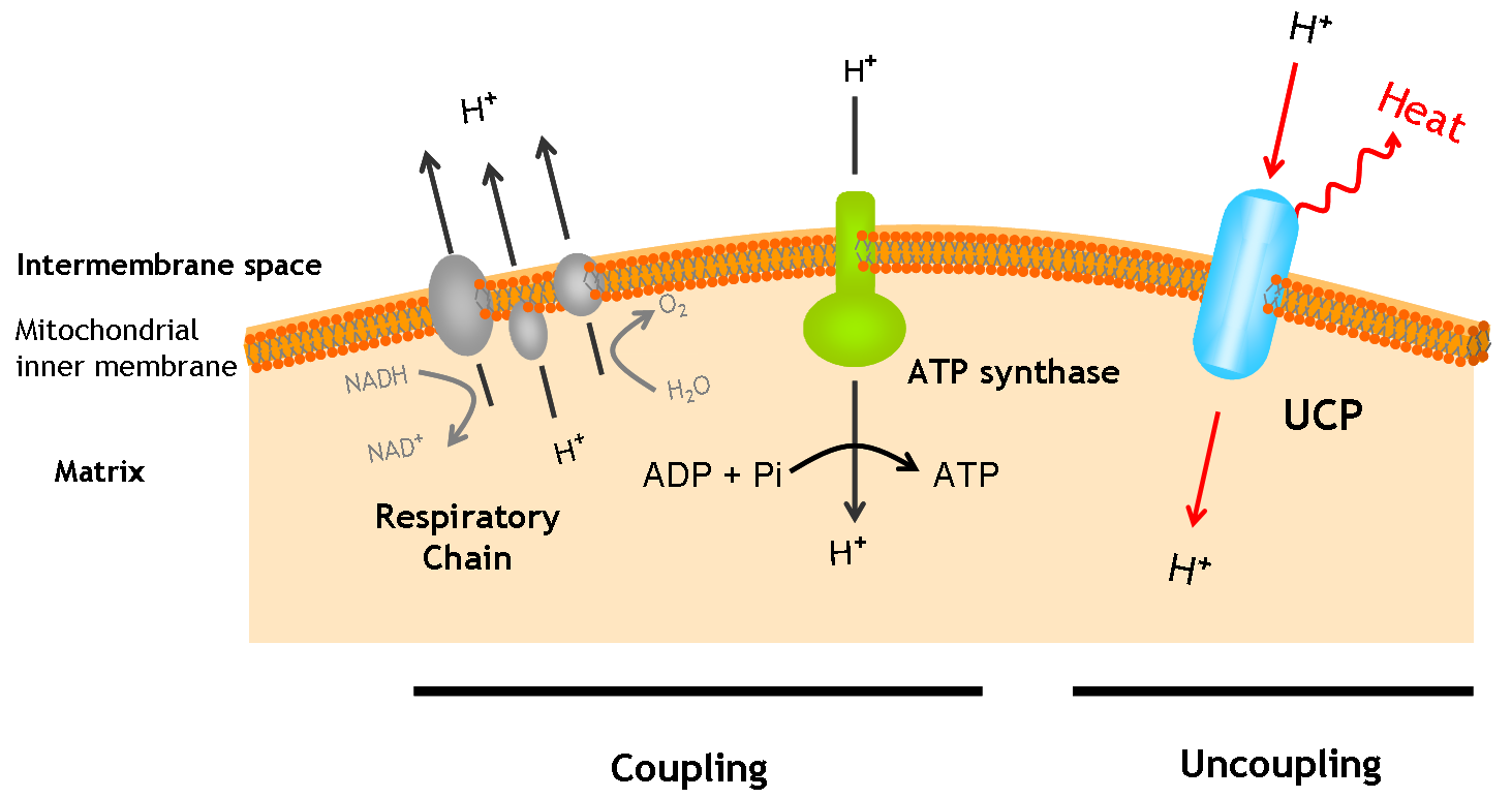 UCP function in mitochondria