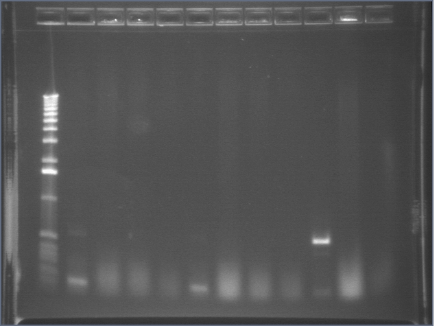 8-17 PCR gel 1 MXHTA.jpg