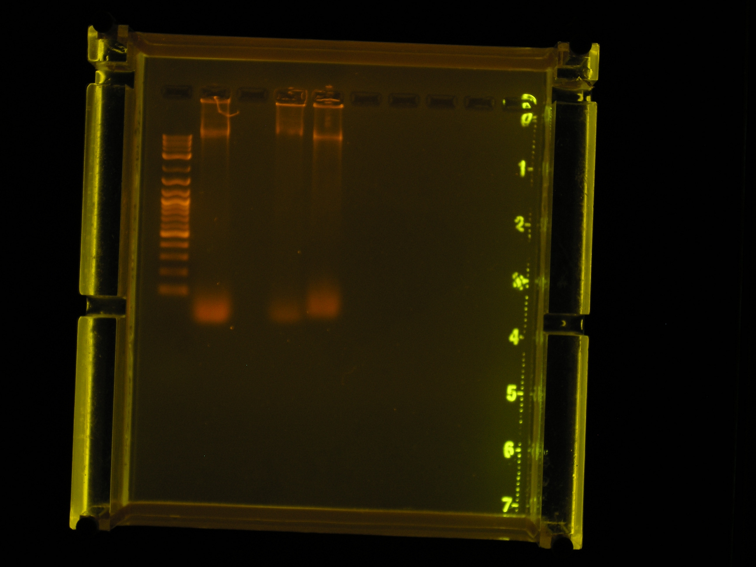 A gel was run with restriction digest of plasmid and circular plasmid as a control).