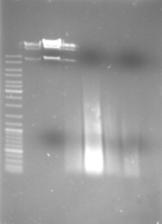 Hd-phage-08-08-21-lambda.jpg